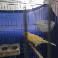 قناری و ماده درشت