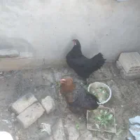 مرغ تخم گذار