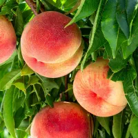 میوه فروشی  دا