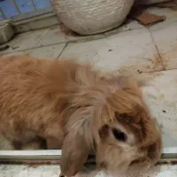 واگذاری خرگوش|موش و خرگوش|پردیس, فاز ۱۱|دیوار