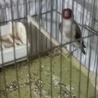 سهره نر دورگ کرمانی بخون بخون به شرط