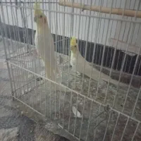 عروس هلندی بالغ لوتینیو تخم و جوجه ای