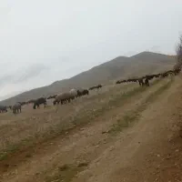 کارگر دامداری