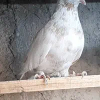 شازده. پشت دار. سوسکی تخت دمسفید. تیکه پاره کبوتر|پرنده|اصفهان, ملک‌شهر|دیوار