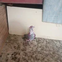 کفتر و کبوتر کوار|پرنده|تهران, میدان میوه و ترهبار مرکزی|دیوار