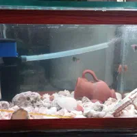 اکواریوم شیشه خم