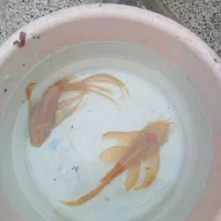 کت پوزه بوته ای مولد|ماهی|تهران, اسفندیاری|دیوار