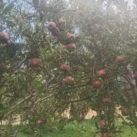 سیب درختی قرمز