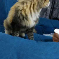 گربه پیدا کردم|گربه|مشهد, ادیب نیشابوری (شهرک غرب)|دیوار