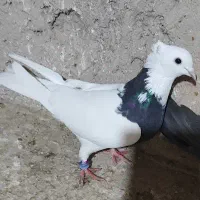 دوتا کفتر طوقی ماده|پرنده|برخوار, |دیوار