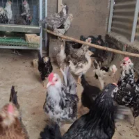 مرغ و خروس گلین تازه چهل تاج و ریش|حیوانات مزرعه|اصفهان, شهرک کاوه|دیوار