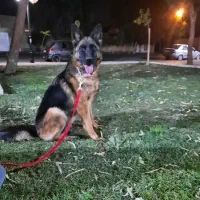 ژرمن شولاین ماده