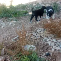 واگذاری توله قدرجونی|سگ|درودزن, |دیوار