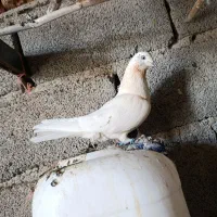 دوتاکفتر غریب گیری تهرانی|پرنده|کوهسار (البرز), |دیوار