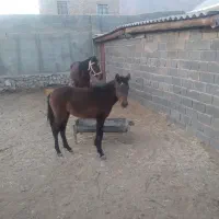 فروش اسب|اسب و تجهیزات اسب‌سواری|مهدی شهر, |دیوار