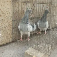 یهودی آبی و چتن دم مشکی