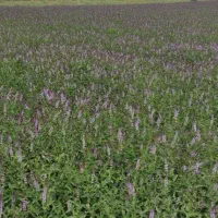 زمین-سیصد-متری-چوبیندر