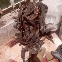 ریشه و تنه درخت آبنوس