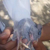 کبوتر|پرنده|بم, |دیوار