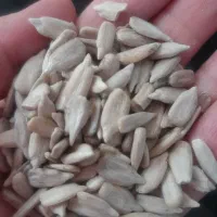 مغز تخمه افتابگردان