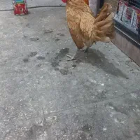 فروش تخم مرغ سیبراید و خروس بف