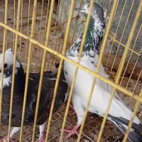 کبوتر|پرنده|خورموج, |دیوار