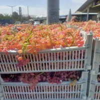 کارگر میوه چینی هستیم چیدن ماهرانه