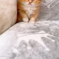 شهر گربه ی اشرافی شیراز|گربه|شیراز, ابیوردی|دیوار