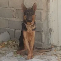 سگ ژرمن بلک و شپرد. واگذاری|سگ|کرج, فاز ۳ گوهردشت|دیوار