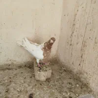 کبوتر