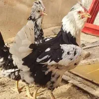 تخم مرغ گلین لری