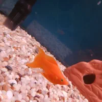 ماهی مولی مولد