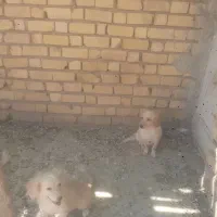 سگ پاپی ماده