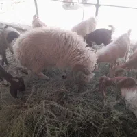 بره برای قربان ۴۳ملیون  ۶۵کیلو به بالا میاد وزنش