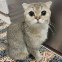 گربه اسکاتیش فولدماده