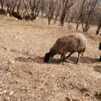 بره قوچ  سبز اینده دار