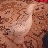 برهما ۲ماهه اصل