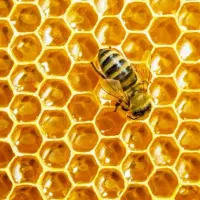 عسل طبیعی با طعم بی‌نظیر گل‌های کوهستان بدون شکر|خوردنی و آشامیدنی|اهر, |دیوار