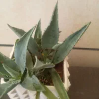 گل آگاوو