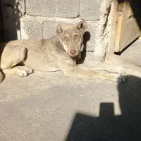 توله ماده پژدر اصیل|سگ|سنگر, |دیوار