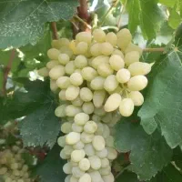 باغ-انگور-واگذاری-به-اجاره