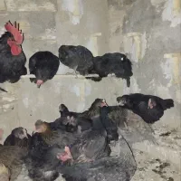 مرغ بومی