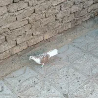 کبوتر ساده ماده