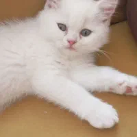 بریتیش اصیل|گربه|تبریز, |دیوار