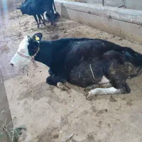 لیشه سوپر شیر صنعتی