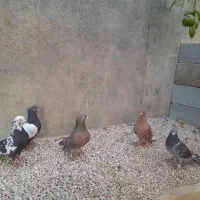 ۵عدد کبوتر سالم وسرحال با یه جوجه ۱۶۵۰تومان|پرنده|جهرم, |دیوار