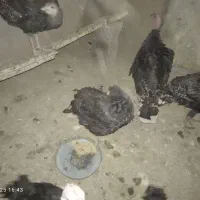 جوجه بوقلمون|حیوانات مزرعه|گلمکان, |دیوار