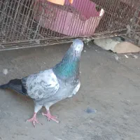 جفت عالی به شرط پرش|پرنده|بندرعباس, |دیوار