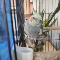 عروس هلندی آهویی نر