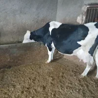 گاو سمینتال